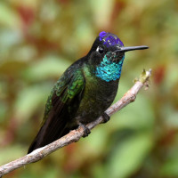 Talamanca Hummingbird